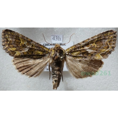 Trachea atriplicis (Linnaeus, 1758) male Agatówka łobodnica Czech43h